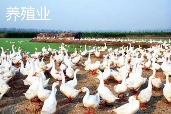 5萬元能在農(nóng)村做些什么 6個農(nóng)村5萬元創(chuàng)業(yè)項目推薦