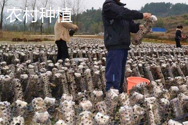5萬元能在農(nóng)村做些什么 6個農(nóng)村5萬元創(chuàng)業(yè)項目推薦
