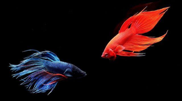 沒有大魚缸不要緊，養(yǎng)這些品種的觀賞魚，小魚缸一樣能養(yǎng)好