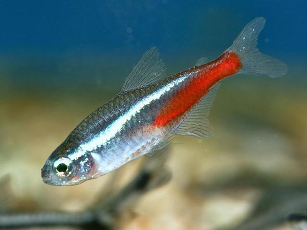 沒有大魚缸不要緊，養(yǎng)這些品種的觀賞魚，小魚缸一樣能養(yǎng)好