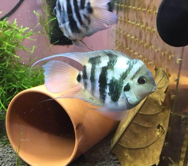 沒有大魚缸不要緊，養(yǎng)這些品種的觀賞魚，小魚缸一樣能養(yǎng)好