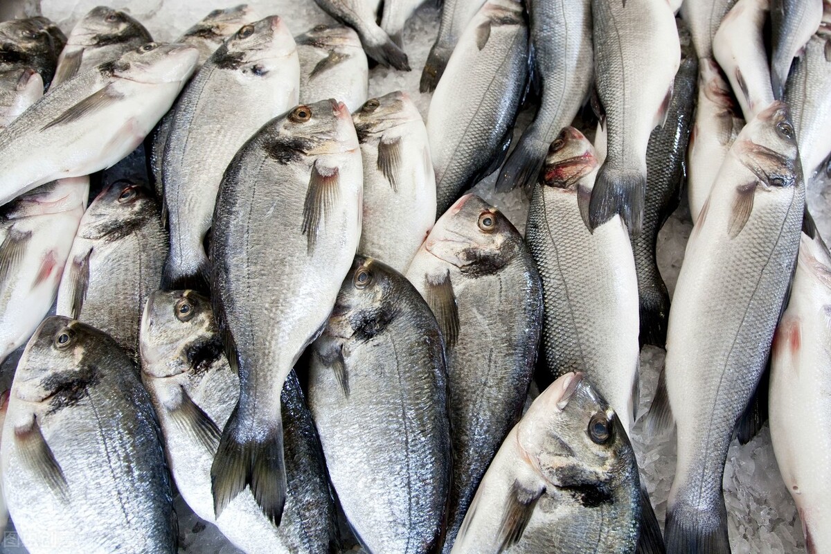 魚價(jià)又飄了！小龍蝦漲一倍，甲魚畝賺50萬(wàn)，魚農(nóng)理性養(yǎng)殖