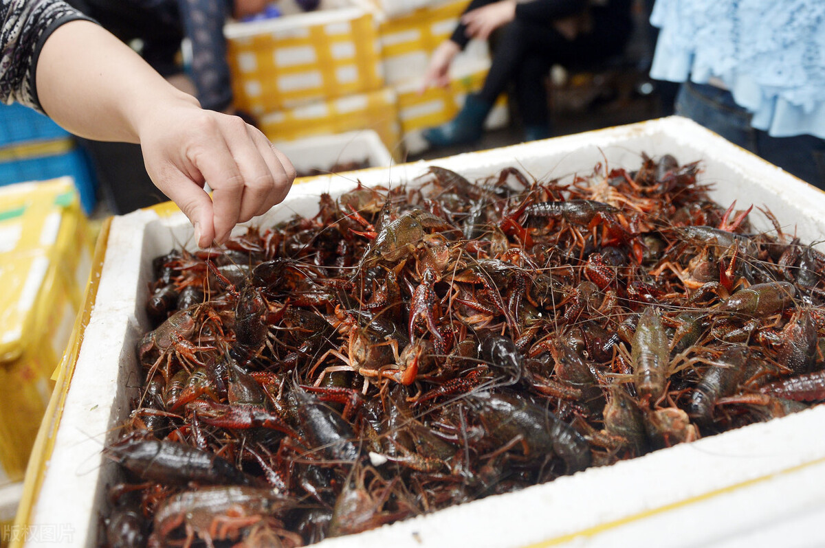 魚價(jià)又飄了！小龍蝦漲一倍，甲魚畝賺50萬(wàn)，魚農(nóng)理性養(yǎng)殖