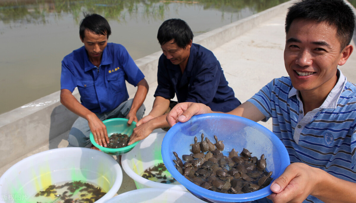 魚價(jià)又飄了！小龍蝦漲一倍，甲魚畝賺50萬(wàn)，魚農(nóng)理性養(yǎng)殖