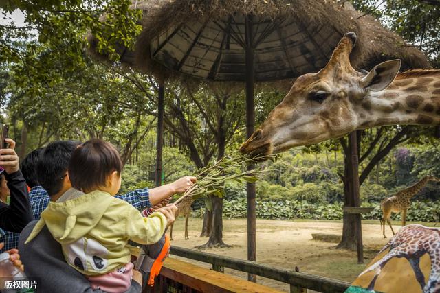 長(zhǎng)隆野生動(dòng)物世界:全國(guó)最大的野生動(dòng)物園