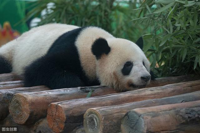 長(zhǎng)隆野生動(dòng)物世界:全國(guó)最大的野生動(dòng)物園
