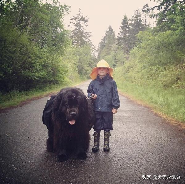 適合家庭飼養(yǎng)的4種大型犬，它的外形如同藏獒，但性情溫柔如水