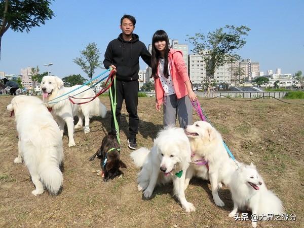 適合家庭飼養(yǎng)的4種大型犬，它的外形如同藏獒，但性情溫柔如水