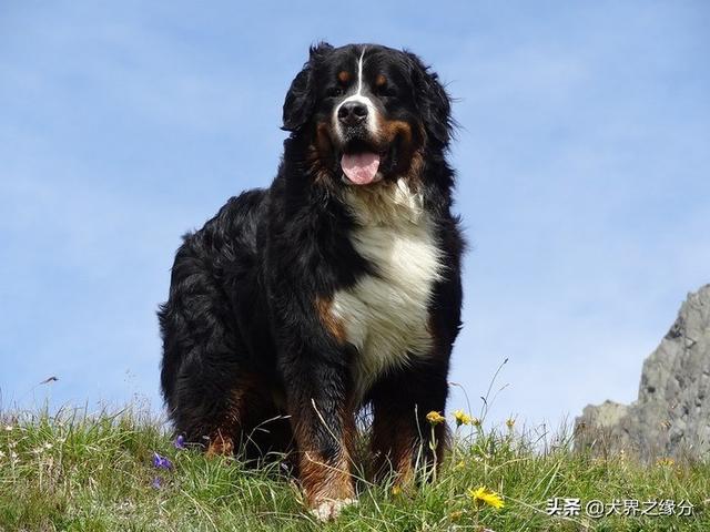 適合家庭飼養(yǎng)的4種大型犬，它的外形如同藏獒，但性情溫柔如水