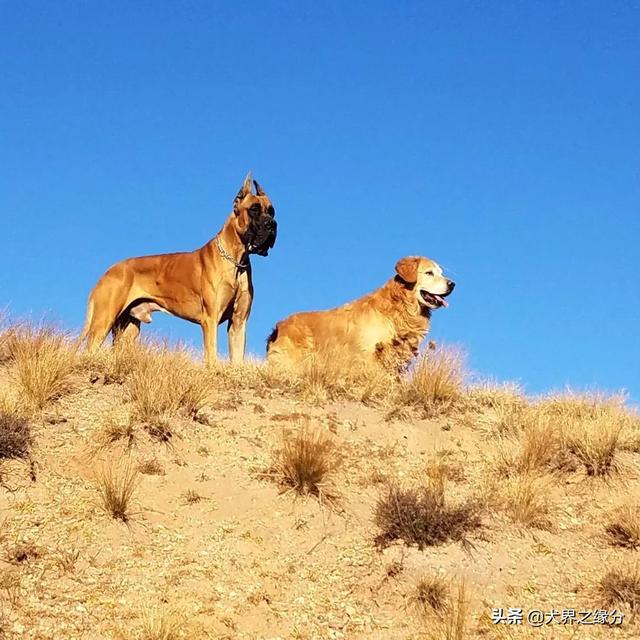 適合家庭飼養(yǎng)的4種大型犬，它的外形如同藏獒，但性情溫柔如水