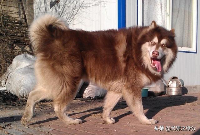 適合家庭飼養(yǎng)的4種大型犬，它的外形如同藏獒，但性情溫柔如水