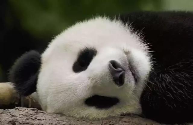 為什么只有中國才有大熊貓？熊貓繁殖能力為什么這么差？
