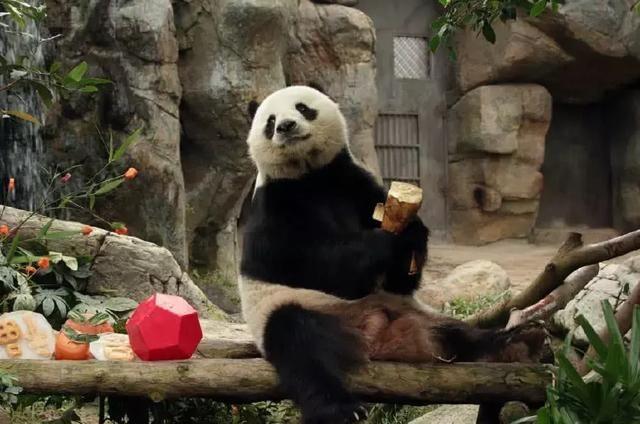 為什么只有中國才有大熊貓？熊貓繁殖能力為什么這么差？