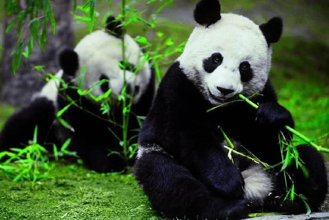 為什么只有中國才有大熊貓？熊貓繁殖能力為什么這么差？