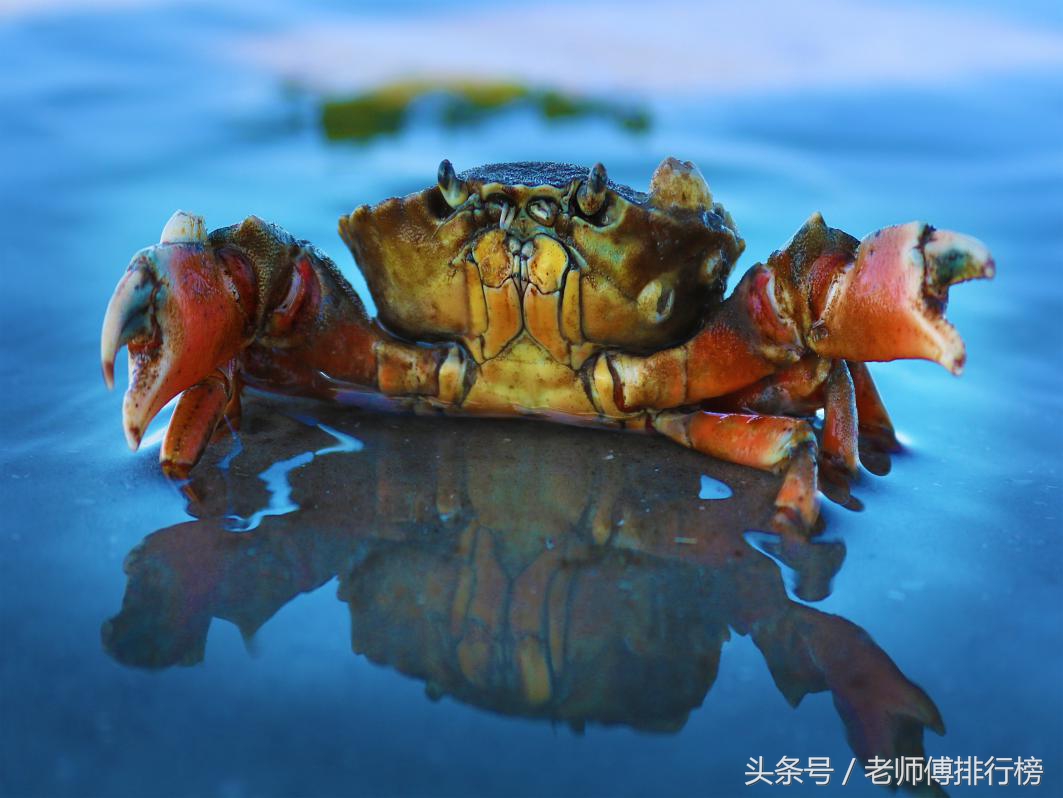 大閘蟹品牌六大排行榜，你吃過哪幾種？