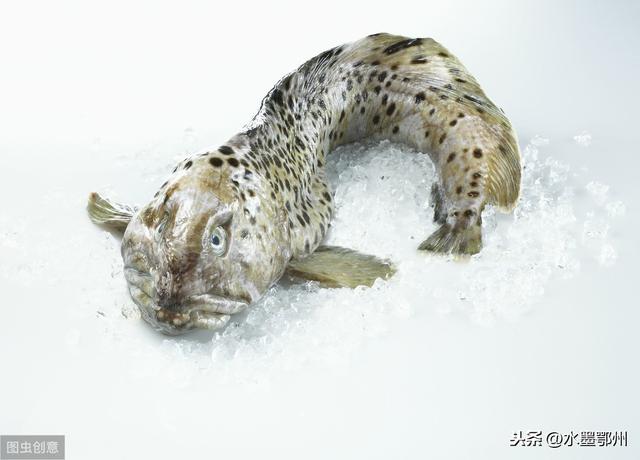 淡水魚養(yǎng)殖技術(shù)