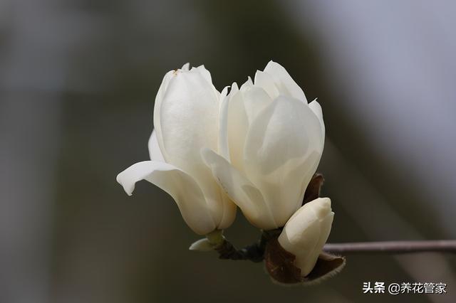 美麗漂亮的白玉蘭(人間二月天最美白玉蘭)(12)