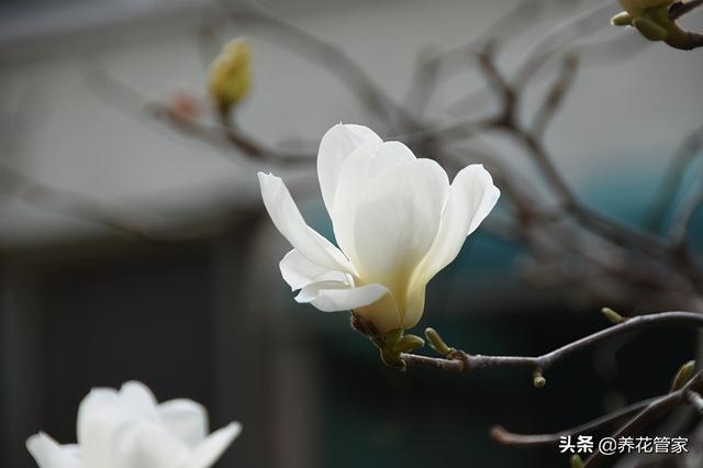 美麗漂亮的白玉蘭(人間二月天最美白玉蘭)(15)