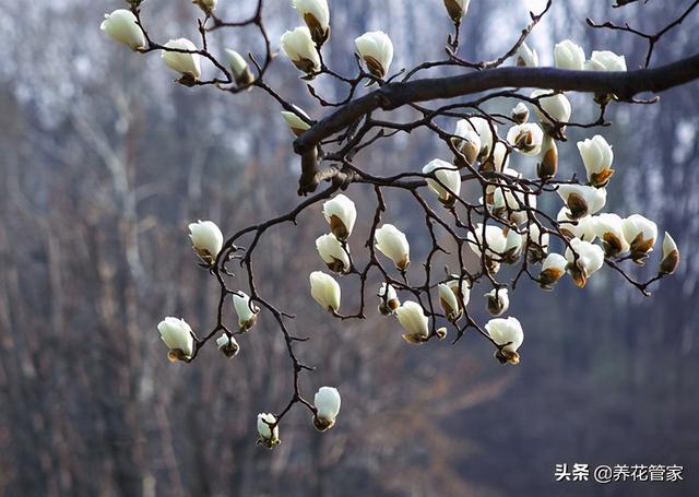 美麗漂亮的白玉蘭(人間二月天最美白玉蘭)(5)