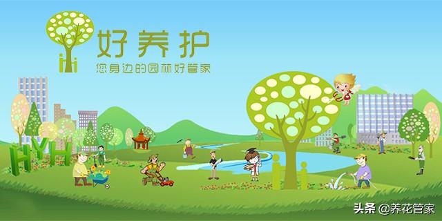 美麗漂亮的白玉蘭(人間二月天最美白玉蘭)(19)