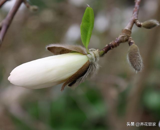 美麗漂亮的白玉蘭(人間二月天最美白玉蘭)(6)