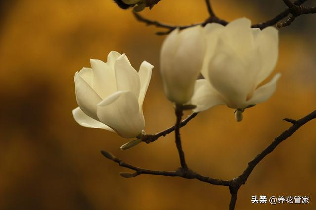 美麗漂亮的白玉蘭(人間二月天最美白玉蘭)(7)