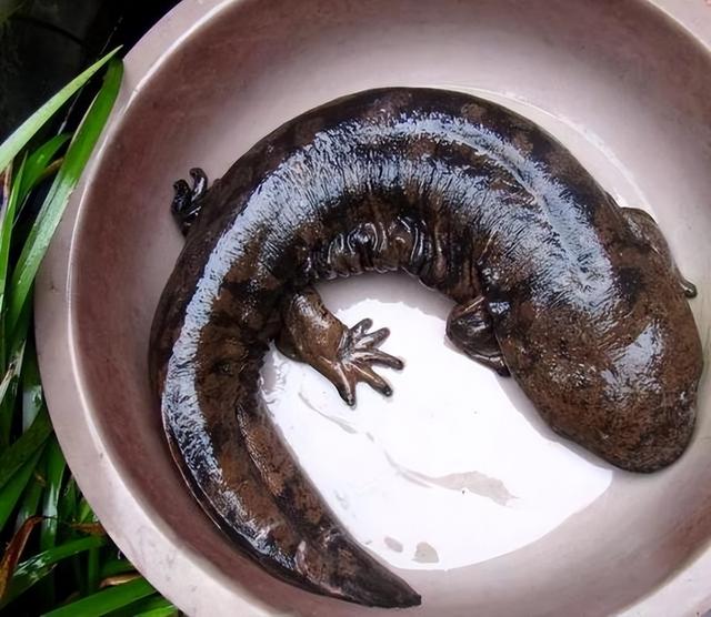 娃娃魚(yú)是人類祖先嗎(山海經(jīng)現(xiàn)存物種之一)(9)
