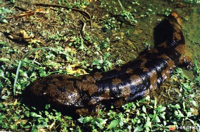 娃娃魚(yú)是人類祖先嗎(山海經(jīng)現(xiàn)存物種之一)(7)