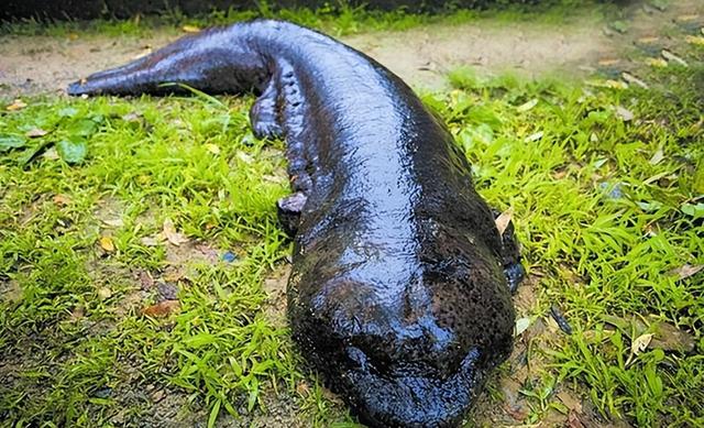 娃娃魚(yú)是人類祖先嗎(山海經(jīng)現(xiàn)存物種之一)(4)