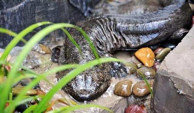 娃娃魚(yú)是人類祖先嗎(山海經(jīng)現(xiàn)存物種之一)(10)