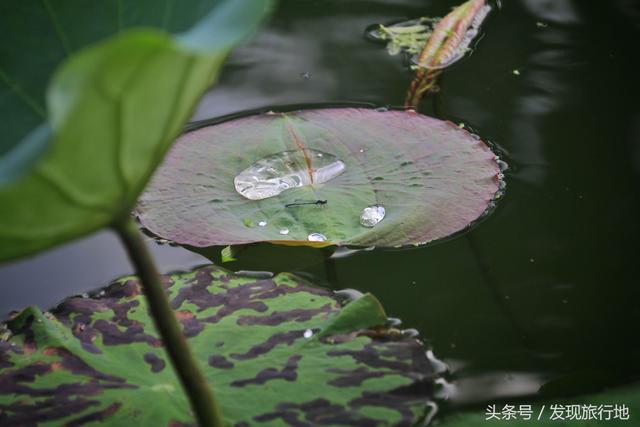 宏村旅游攻略超詳細(xì)(水墨宏村旅行最全攻略)(4)